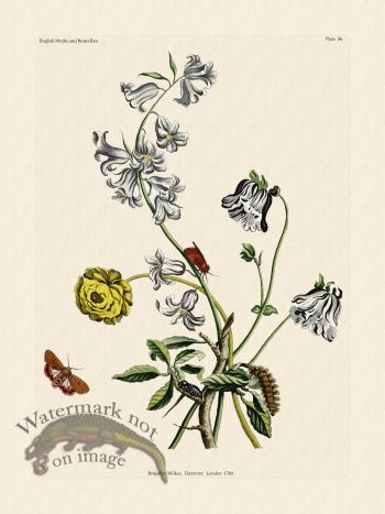 Wilkes Butterflies 056